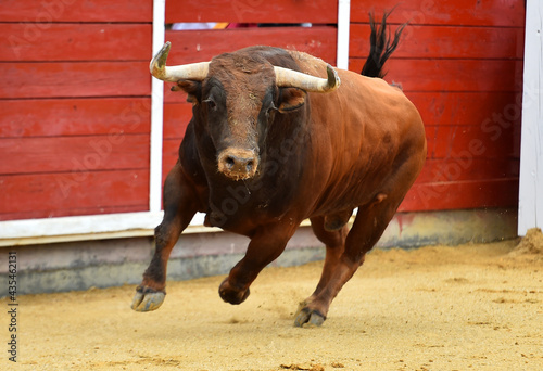Schilderij op canvas un toro español con grandes cuernos en una plaza de toros durante un espectaculo