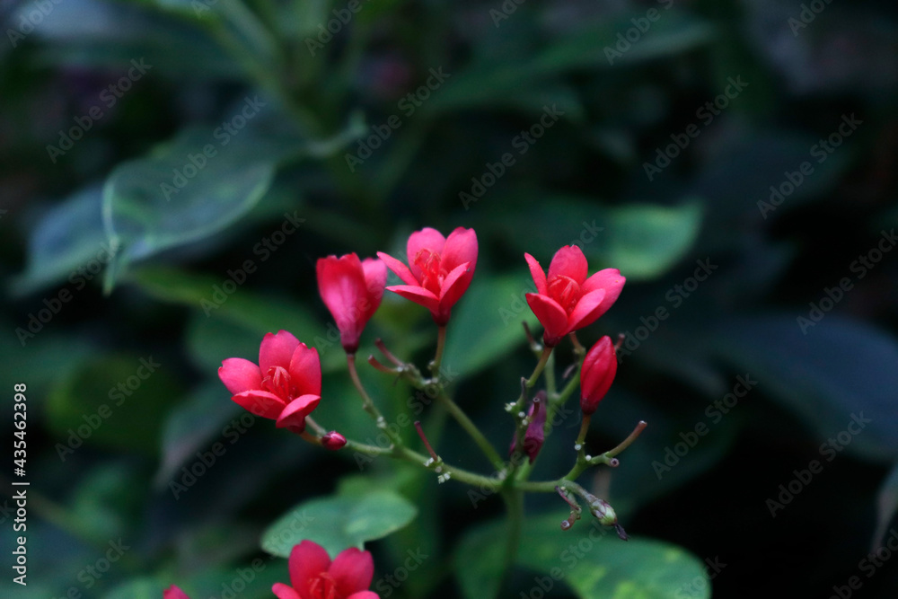 indian red tropical milkweed tree,Milkweeds As Honey Plants Bee Culture indian red tropical milkweed tree,Milkweeds As Honey Plants Bee Culture