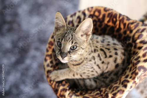 Canvas Print F1 Savannah cat with beautiful markings