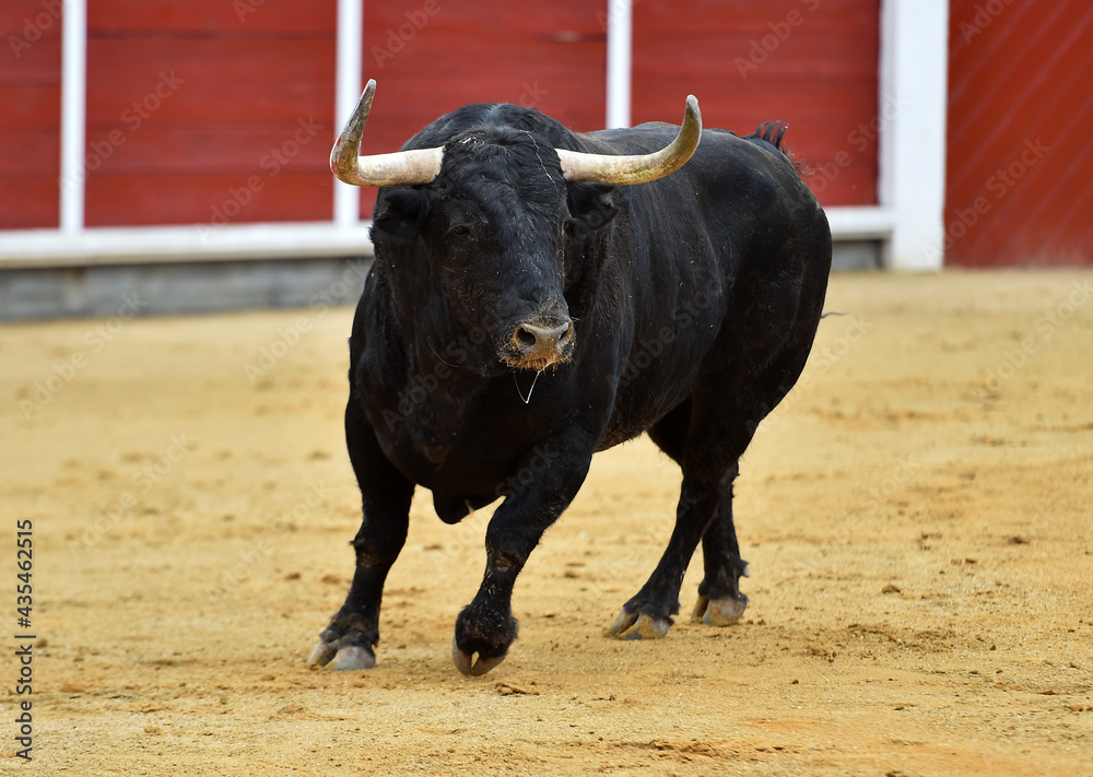 un toro español con grandes cuernos en una plaza de toros durante un espectaculo taurino un toro español con grandes cuernos en una plaza de toros durante un espectaculo taurino