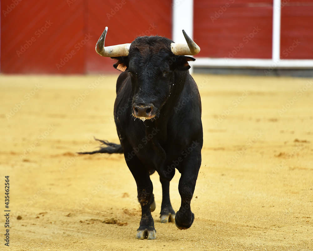 un toro español con grandes cuernos en una plaza de toros durante un espectaculo taurino un toro español con grandes cuernos en una plaza de toros durante un espectaculo taurino