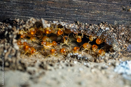 Group of the small termite, Termites are social creatures that damage people's wooden houses because they eat wood,  © surasak