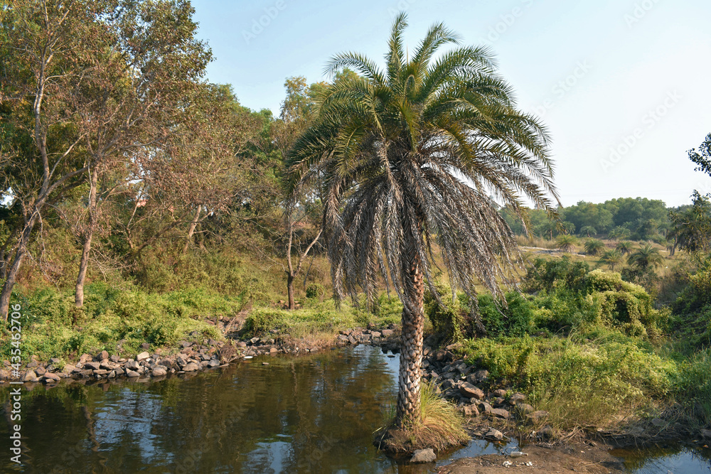 A beautiful green reflection in a lake with dates tree just beside it A beautiful green reflection in a lake with dates tree just beside it