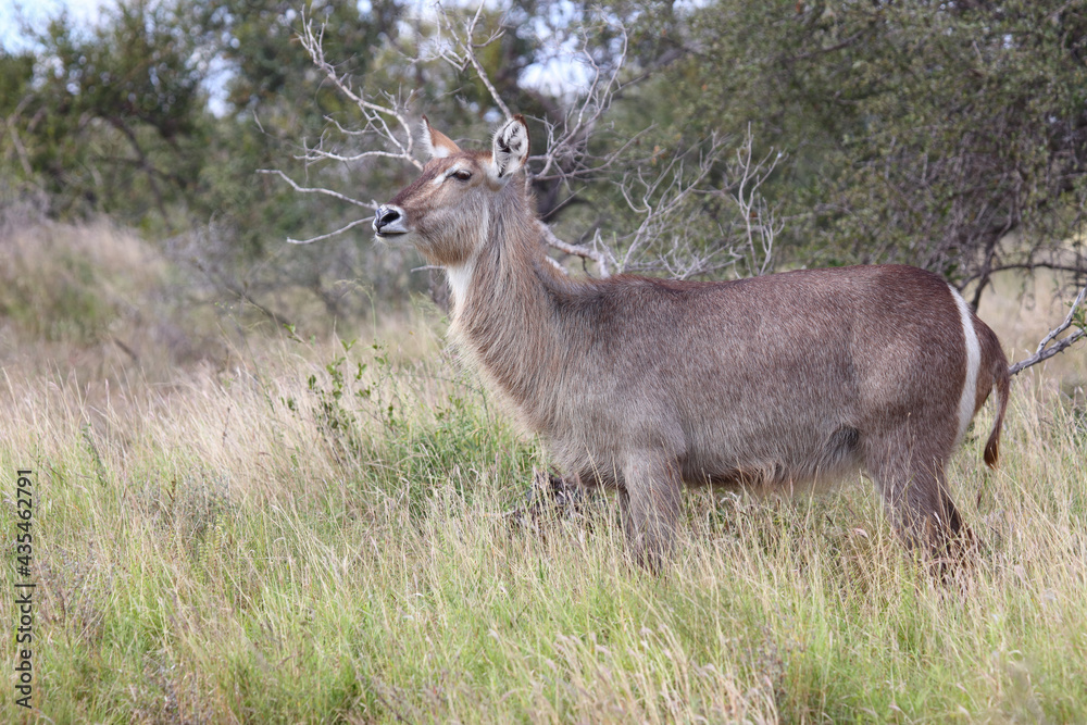 Wasserbock / Waterbuck / Kobus ellipsiprymnus Wasserbock / Waterbuck / Kobus ellipsiprymnus