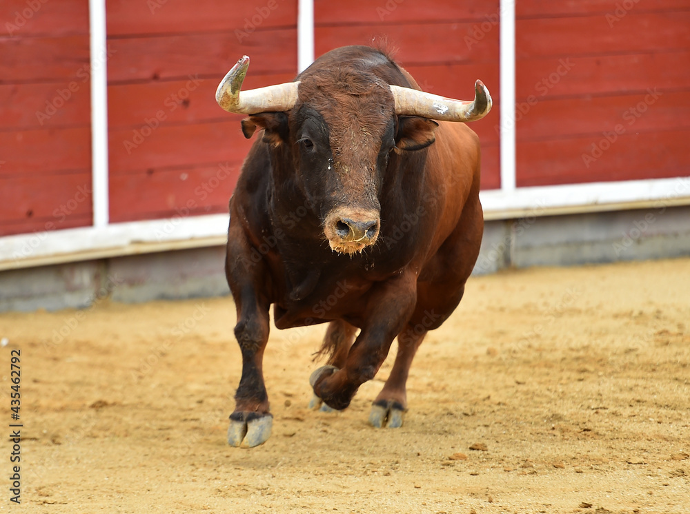 un toro español con grandes cuernos en una plaza de toros durante un espectaculo taurino un toro español con grandes cuernos en una plaza de toros durante un espectaculo taurino