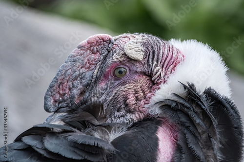 Andean   ondor  Vultur gryphus 