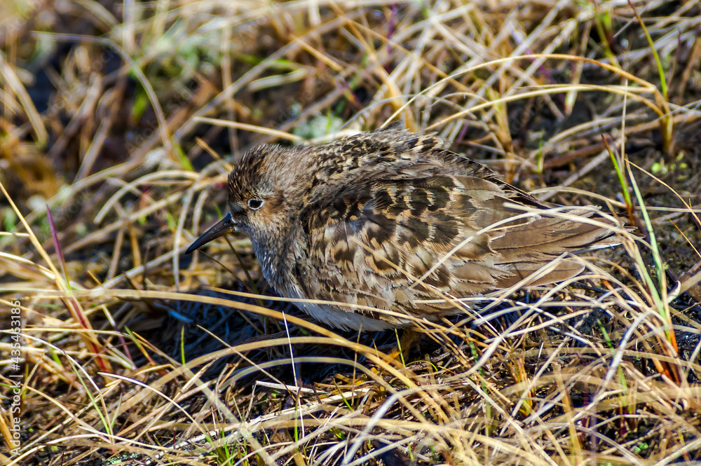 Temminck's Stint (Calidris temminckii) in Barents Sea coastal area, Russia