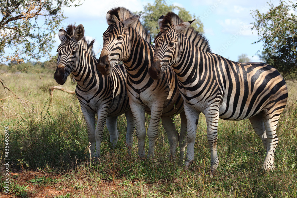 Obraz premium Steppenzebra / Burchell's zebra / Equus burchellii