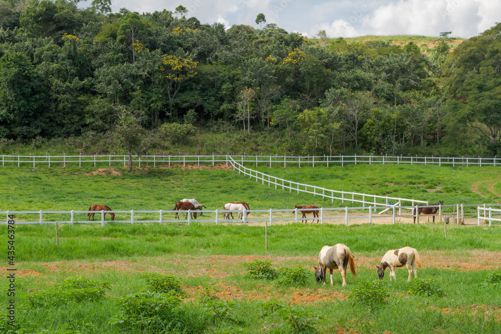 Obraz premium Cavalos pastoreando em área de propriedade rural de Guarani, Minas Gerais, Brasil