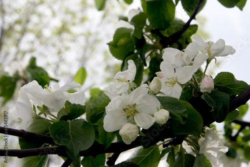 Photography White apple flowers in the Moscow garden