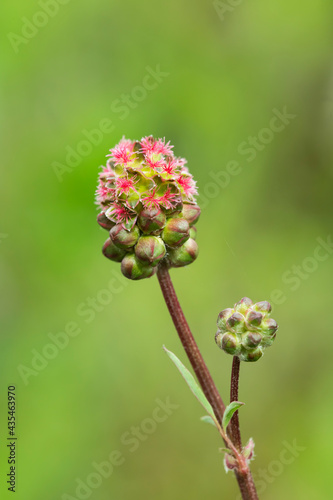 Closeup of a salad burnet bloom cluster (Sanguisorba minor). Usage as culinary herb and traditional medicine.