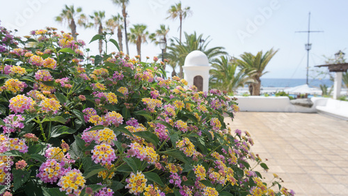 Pink and yellow flowers on a tropical resort background in Puerto de la Cruz, Tenerife, Canary Islands, Spain
 photo