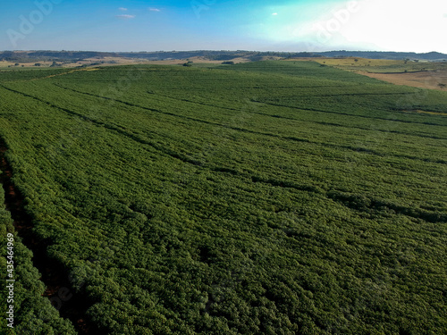 Aerial view of cassava field of a farm in Brazil