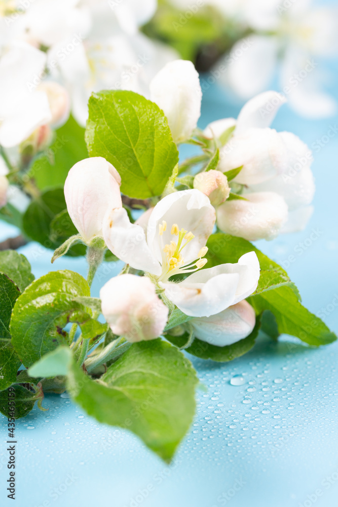 Beautiful white flowers of apple tree on a blue