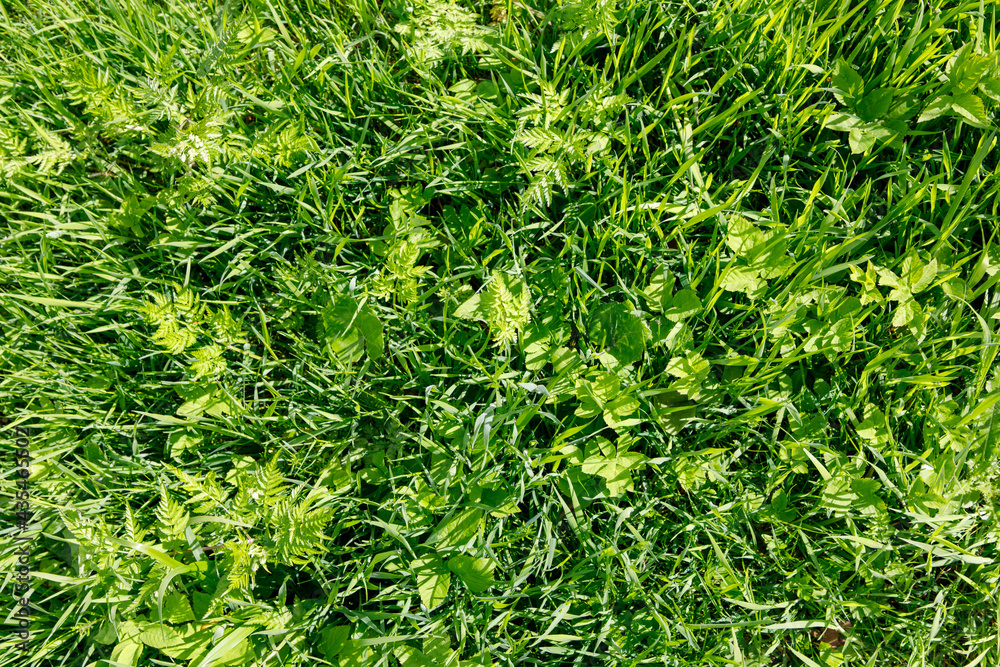 green grass texture green grass texture