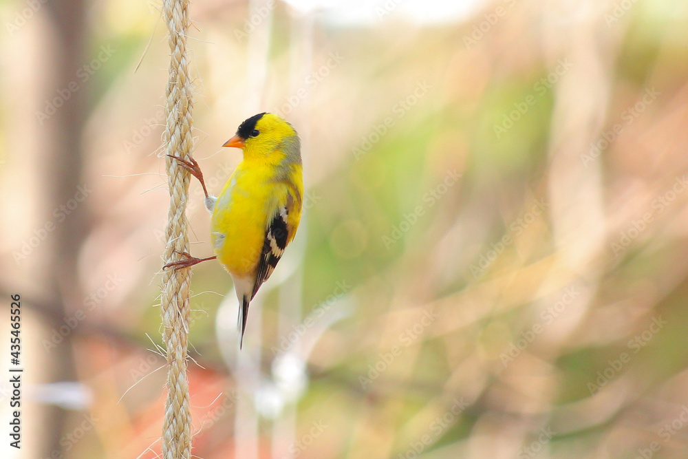 Obraz premium A goldfinch bird hanging from a rope.