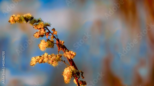 spring in the forest
