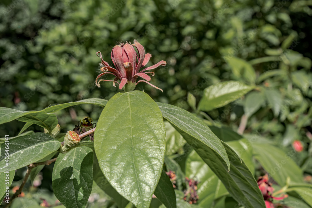 Common Sweetshrub (Calycanthus floridus) in park, Central Russia Common Sweetshrub (Calycanthus floridus) in park, Central Russia