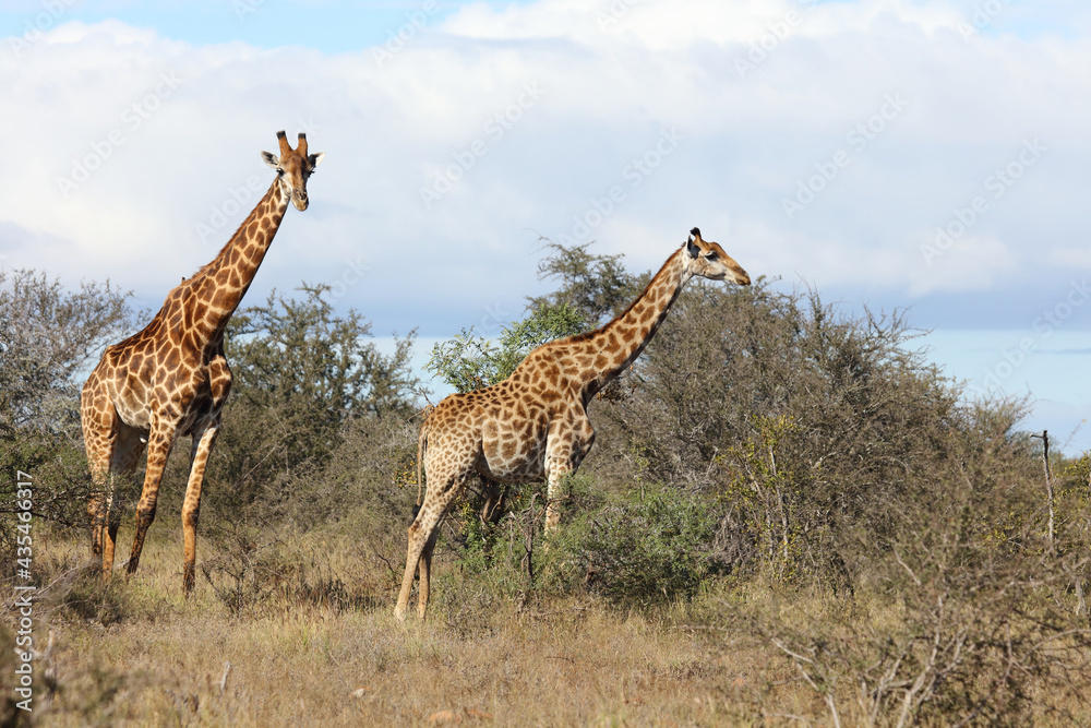 Fototapeta premium Giraffe / Giraffe / Giraffa camelopardalis