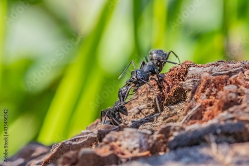 Black ants in the foreground on a tree bark