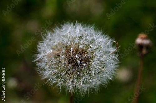 dandelion on green background