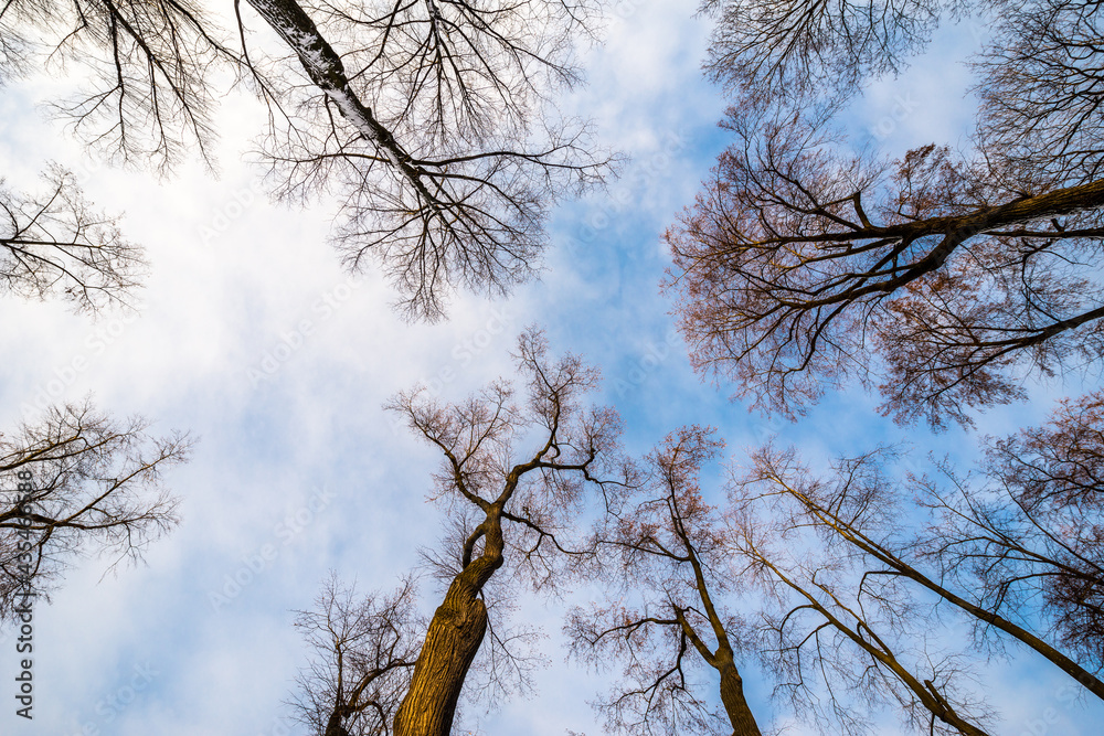 Winter tops of trees without leaves in the park against the sky