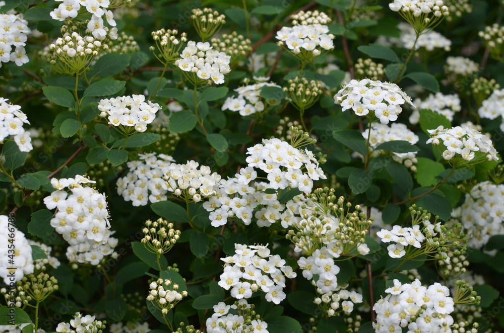 kwiat, biała, kwiat, charakter, jary, jardin, roślin, zieleń, kwiat, drzew, lato, kwiat, kwiatowy, kwitnienie, flora, beuty, busz, głogów, makro, feuille, feuille, naturalny, gras, pora roku kwiat, biała, kwiat, charakter, jary, jardin, roślin, zieleń, kwiat, drzew, lato, kwiat, kwiatowy, kwitnienie, flora, beuty, busz, głogów, makro, feuille, feuille, naturalny, gras, pora roku