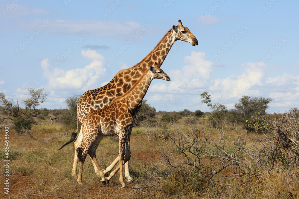 Fototapeta premium Giraffe / Giraffe / Giraffa camelopardalis.