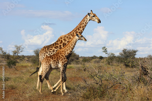 Giraffe   Giraffe   Giraffa camelopardalis.