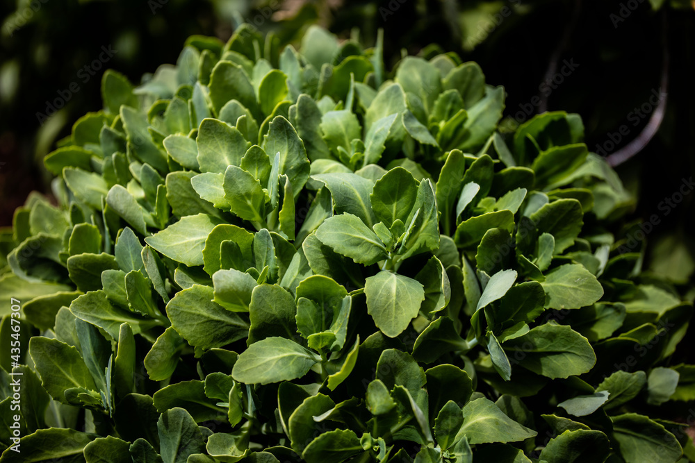 leaves background leaves background