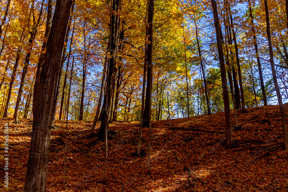 Fototapeta premium Good glimmering and also showing up in the shades - Fall in Central Ontario, Canada
