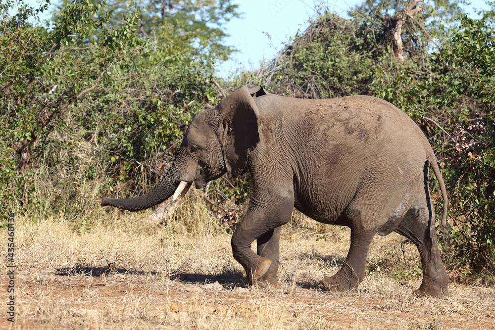Fototapeta premium Afrikanischer Elefant / African elephant / Loxodonta africana...