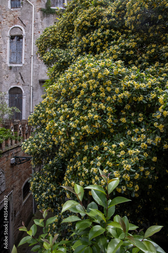 Blurred image of blooming streets of post Covid  Venice. City of Italy during quarantine of coronavirus desease with yellow blooming plant. Venecia 