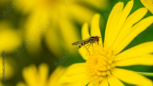 macro image of a small hoverfly insect resting on a grey leaved euryops flower