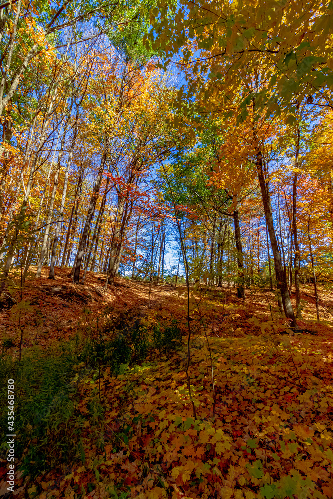 Fototapeta premium The greens struggling to lose their summer domination - Fall in Central Ontario, Canada