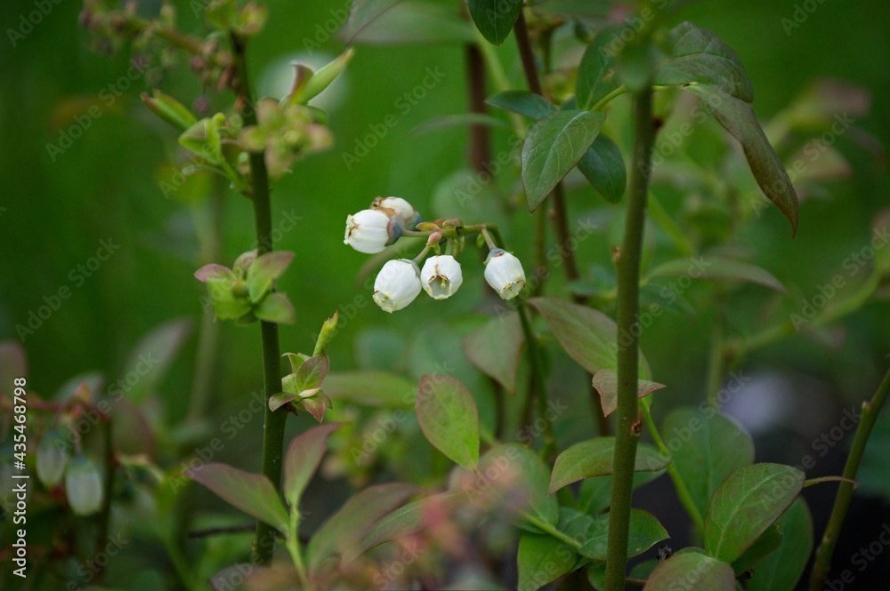 Blaubeerblüte Blaubeerblüte