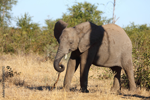 Afrikanischer Elefant   African elephant   Loxodonta africana...