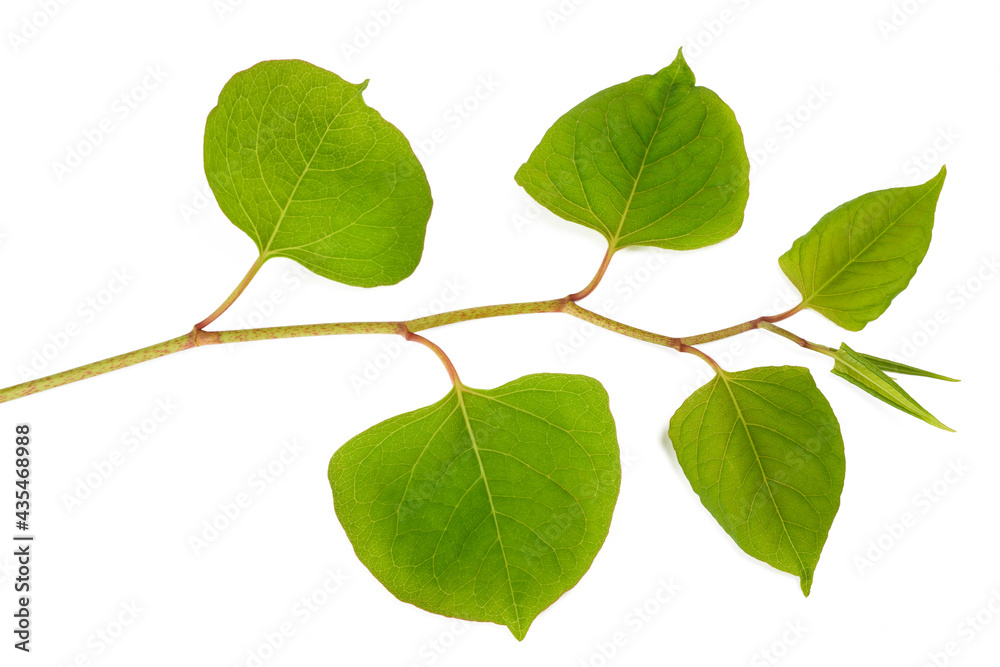 Fototapeta premium Fresh Asian knotweed branch