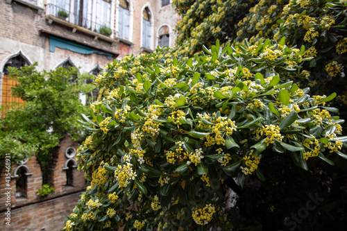 Fototapeta Naklejka Na Ścianę i Meble -  Blurred image of blooming streets of post Covid  Venice. City of Italy during quarantine of coronavirus desease with yellow blooming plant. Venecia 
