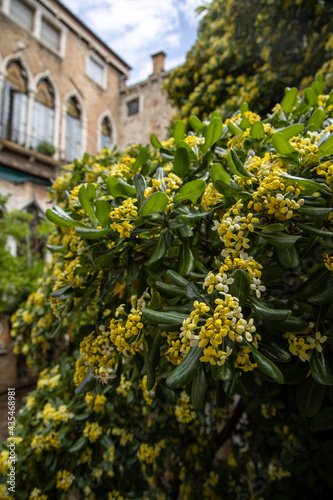 Blurred image of blooming streets of post Covid  Venice. City of Italy during quarantine of coronavirus desease with yellow blooming plant. Venecia 