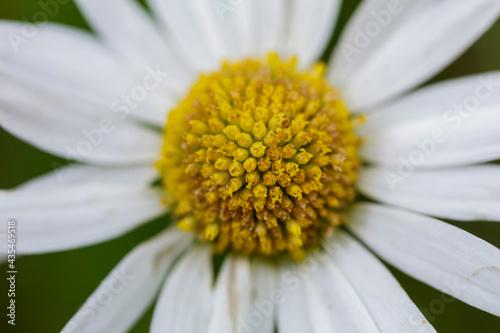 Spontaneous Leucanthemum vulgare