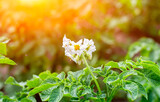 Flowering potato. Potato flowers blossom in sunlight grow in plant. White blooming potato flower on farm field. Not Genetically engineered.