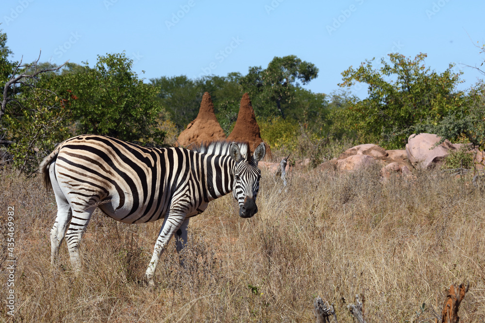 Obraz premium Steppenzebra / Burchell's zebra / Equus burchellii
