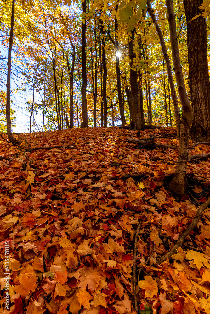Filling the slope of a hill with golden leaves - Fall in Central Ontario, Canada