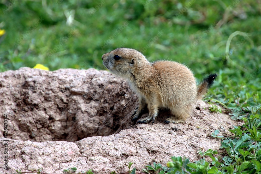 Naklejka premium chien de prairie