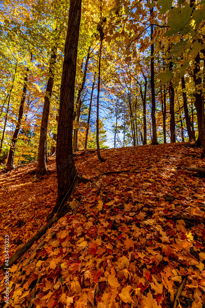 Low down on the fall season - Fall in Central Ontario, Canada