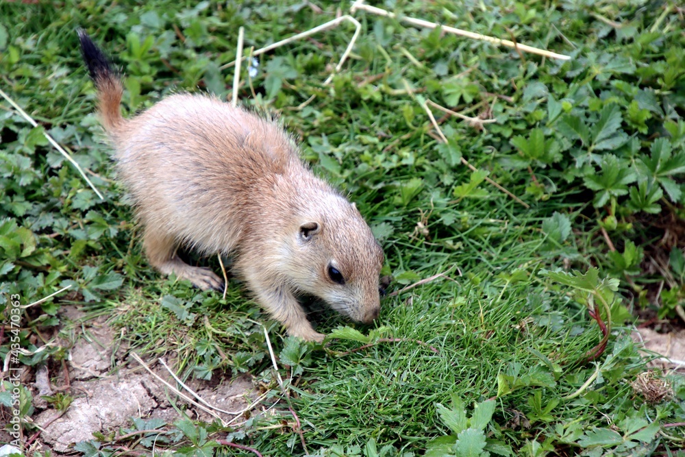 Naklejka premium chien de prairie