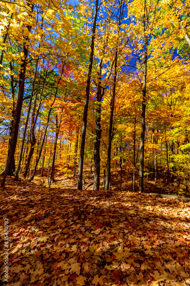 Perfect colors etched by nature - Fall in Central Ontario, Canada Perfect colors etched by nature - Fall in Central Ontario, Canada