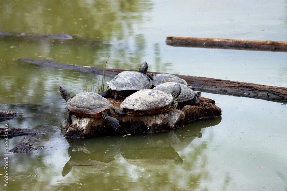 Fototapeta premium tortue