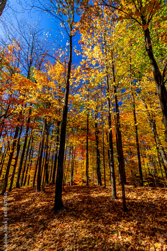 Dark trunks add beauty to the fall colors of the laves - Fall in Central Ontario, Canada